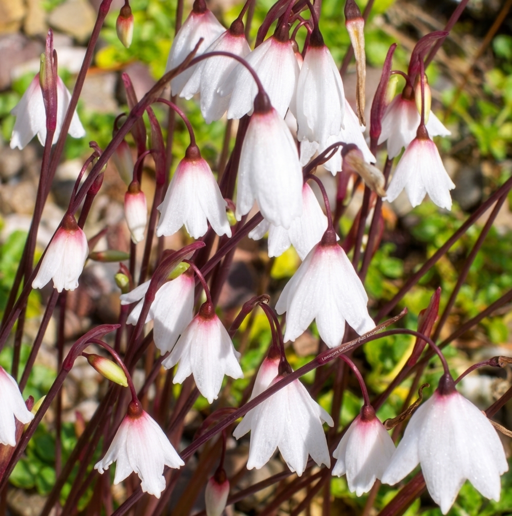 Leucojum autumnale (Acis autumnale)
